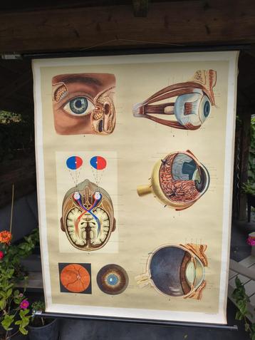 Vintage schoolposter Bouw van het oog. beschikbaar voor biedingen