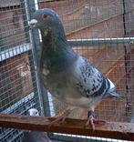 Postduif, lijn vd Bulck, Dieren en Toebehoren, Vogels | Duiven, Mannelijk, Postduif