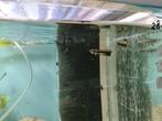 Zwarte Arowana, Osteoglossum Ferreirai, Vis, Zoetwatervis