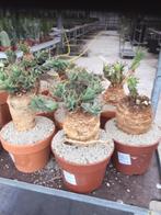 Caudex Euphorbia Tortirama zeldzaam afkomstig Transvaal ZA, Overige soorten, In pot, Minder dan 100 cm, Bloeiende kamerplant