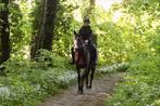 Mooie en betrouwbare merrie, Dieren en Toebehoren, Paarden, Merrie, Zadelmak, Gechipt, 11 jaar of ouder