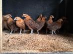 Te koop jonge Friese hoender, goudpel, Dieren en Toebehoren, Geslacht onbekend, Kip