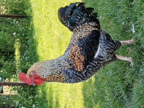 Kippen  hennen haan, Dieren en Toebehoren, Pluimvee, Kip, Meerdere dieren