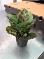 Kunst plantjes partij mix, Huis en Inrichting, Woonaccessoires | Kunstplanten en Kunstbloemen, Ophalen