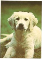 Beschrijving	Hond - golden retriever - 17008, Ongelopen, Verzenden, 1980 tot heden, Hond of Kat