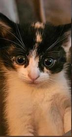 Kitten (lapjes), Dieren en Toebehoren