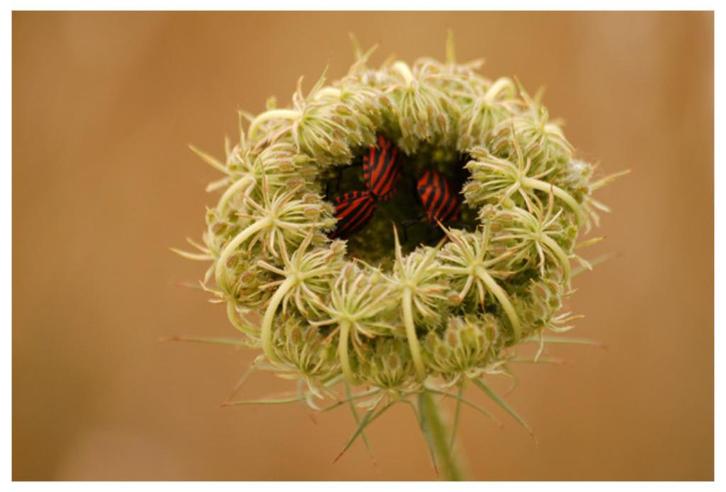 Bio zaden Wilde peen – Daucus carota | Inheems, Tuin en Terras, Bloembollen en Zaden, Zaad, Voorjaar, Volle zon, Verzenden