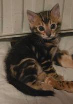 Super mooie en lieve Marble bengaal kater, Dieren en Toebehoren, Katten en Kittens | Overige Katten, Poes