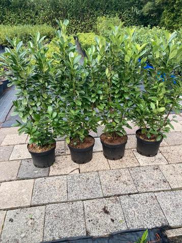 De nieuwe laurier Prunus Obelisk(PBR) beschikbaar voor biedingen