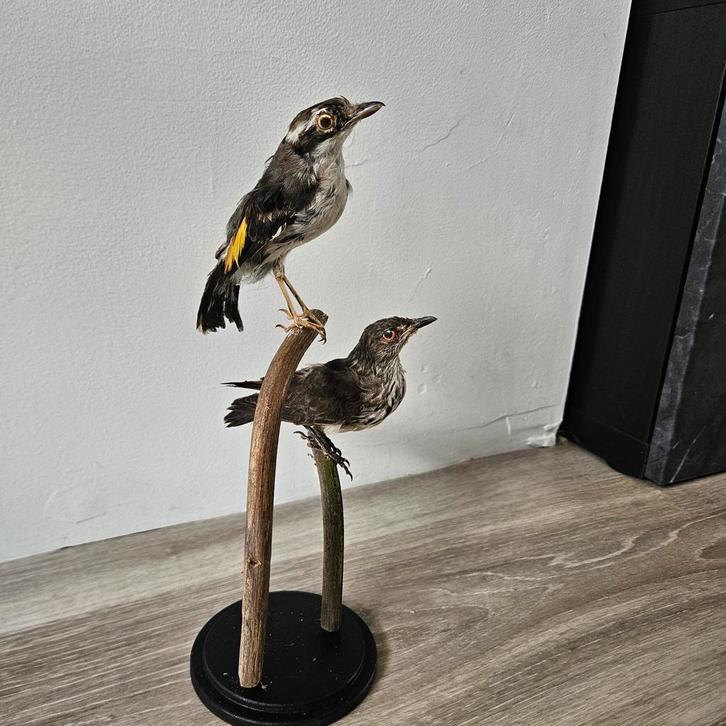 Opgezette Javaanse klauwiertimalia Opgezette Taxidermie, Verzamelen, Dierenverzamelingen, Zo goed als nieuw, Opgezet dier, Vogel