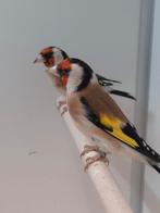 Major putters, Dieren en Toebehoren, Vogels | Overige Vogels, Mannelijk, Wildzangvogel, Geringd