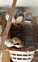 Zebravinken man, Dieren en Toebehoren, Vogels | Overige Vogels, Mannelijk, Tropenvogel