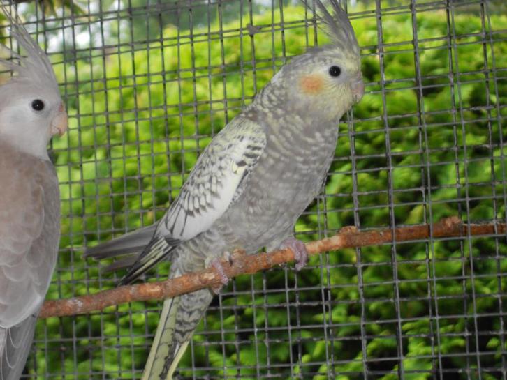 valkparkieten, Dieren en Toebehoren, Vogels | Parkieten en Papegaaien, Parkiet, Meerdere dieren