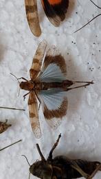 geprepareerde blauwvleugelsprinkhaan, Ophalen of Verzenden, Zo goed als nieuw, Insect, Opgezet dier