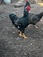 Barnevelder hanen. Dubbelgezoomd Zilver, Dieren en Toebehoren, Mannelijk, Kip