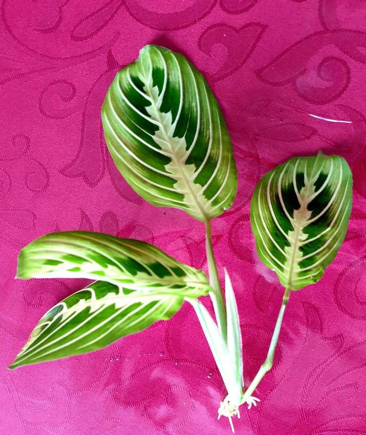 Gewortelde Stek Maranta Lemon Lime., Huis en Inrichting, Kamerplanten, Minder dan 100 cm, Halfschaduw, Ophalen of Verzenden