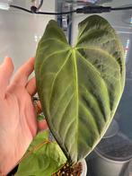 Anthurium Papillilaminum x Magnificum, Huis en Inrichting, Kamerplanten, Ophalen, Overige soorten, Minder dan 100 cm