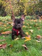 Franse bulldog reutjes, Dieren en Toebehoren, Honden | Bulldogs, Pinschers en Molossers, België, Fokker | Hobbymatig, Rabiës (hondsdolheid)
