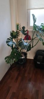 2 planten gratis af te halen!, Tuin en Terras, Overige soorten, Vaste plant, Ophalen of Verzenden, Bloeit niet