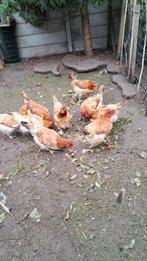 Marans tarwe, Dieren en Toebehoren, Pluimvee, Vrouwelijk, Kip