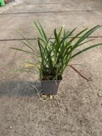 Tuinplanten vaste planten Grassen carex liriope pennisetum, Ophalen, Vaste plant, Siergrassen