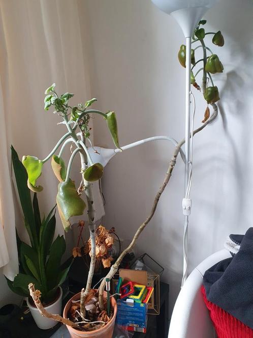 Kalanchoe beharensis | Olifantsoor, Huis en Inrichting, Kamerplanten, Vetplant, 100 tot 150 cm, Ophalen