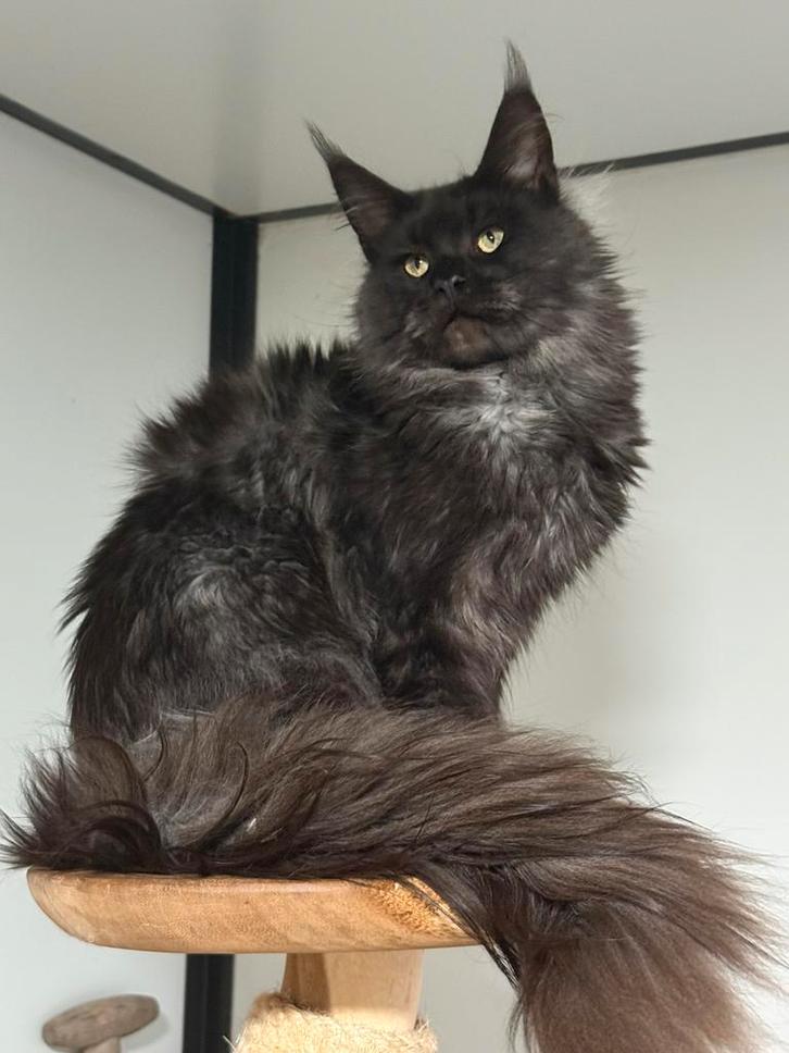 Prachtige russiche maine coon kater te koop., Dieren en Toebehoren, Katten en Kittens | Raskatten | Langhaar, Kater
