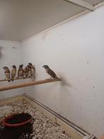 Bruinborstrietvinken, Dieren en Toebehoren, Vogels | Overige Vogels, Meerdere dieren