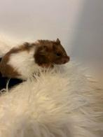 Lieve tamme goudhamster, Dieren en Toebehoren, Knaagdieren, Hamster, Februari, Vrouwelijk, Tam