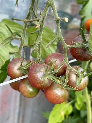 Tomatenplantjes bio diverse soorten 4 voor €5 beschikbaar voor biedingen