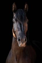 Lieve E-Pony te koop, Dieren en Toebehoren, Paarden, Merrie, Recreatiepaard