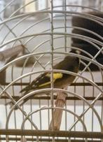 BLOEMPUTTER MAN 25 GERINGD, Dieren en Toebehoren, Mannelijk, Wildzangvogel, Geringd