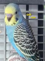 Split blackface, Dieren en Toebehoren, Geslacht onbekend, Parkiet, Geringd