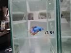 Betta splendens super delta kempvis man, Vis, Zoetwatervis