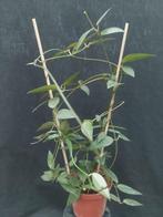 Dischidia punctata, Overige soorten, Minder dan 100 cm, Bloeiende kamerplant, Halfschaduw