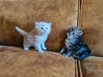 Nestje Siberische kittens met stamboom!, Dieren en Toebehoren, Meerdere dieren, Gechipt