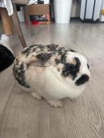 Japanse Sazuka Bunny (Zeldzaam), Dieren en Toebehoren, Mannelijk