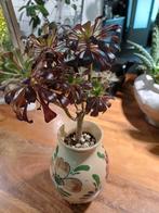 Aeonium arboreum var. atropuppureum schwarzkopf, Huis en Inrichting, Ophalen, Halfschaduw, Minder dan 100 cm