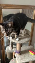 Lieve jonge kater (10 mnd) zoekt veilig en warm thuis, Kater