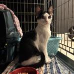 ACE: Spikey is een timide jongen, Dieren en Toebehoren, Katten en Kittens | Overige Katten, Kater, Kortharig, 0 tot 2 jaar