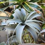 Tillandsia xerographica, Ophalen of Verzenden, Halfschaduw, Minder dan 100 cm