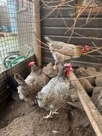 Blue des Landes (hennen), Dieren en Toebehoren, Pluimvee, Vrouwelijk, Kip