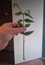 Hoya Bella stek, Huis en Inrichting, Ophalen, Halfschaduw, Minder dan 100 cm