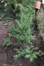 Jonge Taxus ( Baccata ) boompjes, Halfschaduw, Overige soorten, Bloeit niet, Ophalen