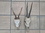 2 Ree Schedels met Gewei samen €15, Ophalen of Verzenden, Gebruikt, Hert, Gewei of Kop