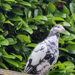 Duiven vrouw te koop, Dieren en Toebehoren, Pluimvee, Vrouwelijk