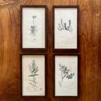 Vier antieke botanische prenten, Antiek en Kunst, Ophalen of Verzenden