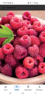 Frambozen.  Frambozenplanten. Fruitstruik. Fruitplant. Fruit, Ophalen, Volle zon, Vaste plant, Zomer