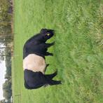 Belted galloway stier, Mannelijk