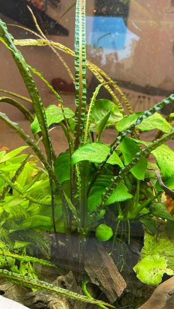 Cryptocoryne Balansae, zoetwaterstekken beschikbaar voor biedingen